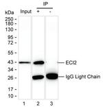 PECI Antibody in Immunoprecipitation (IP)