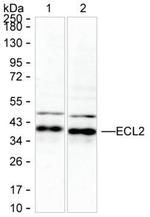 PECI Antibody in Western Blot (WB)