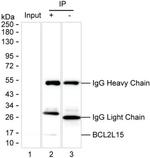 BCL2L15 Antibody in Immunoprecipitation (IP)