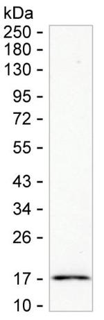 BCL2L15 Antibody in Western Blot (WB)