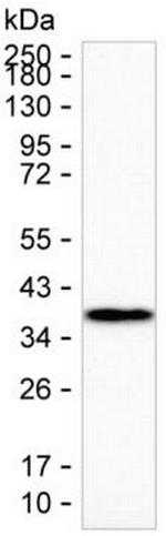 HLA-DRA Antibody in Western Blot (WB)