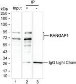 RANGAP1 Antibody in Immunoprecipitation (IP)