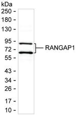 RANGAP1 Antibody in Western Blot (WB)