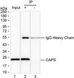 CAPS Antibody in Immunoprecipitation (IP)