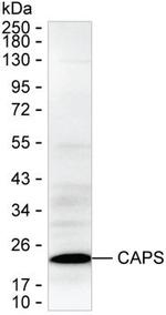 CAPS Antibody in Western Blot (WB)