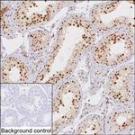 C14orf130 Monoclonal Antibody (K49039_15G1)