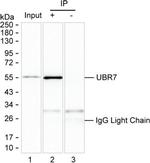 C14orf130 Antibody in Immunoprecipitation (IP)