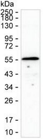 C14orf130 Antibody in Western Blot (WB)