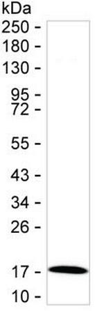 AGR3 Antibody in Western Blot (WB)