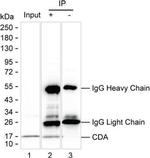 CDA Antibody in Immunoprecipitation (IP)