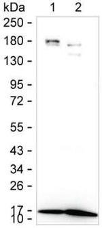 CDA Antibody in Western Blot (WB)