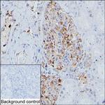 MYH9 Antibody in Immunohistochemistry (Paraffin) (IHC (P))