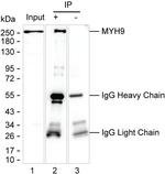 MYH9 Antibody in Immunoprecipitation (IP)