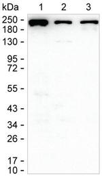 MYH9 Antibody in Western Blot (WB)