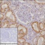 C7orf50 Monoclonal Antibody (K16257_13H2)