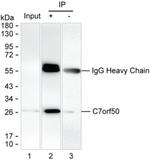 C7orf50 Antibody in Immunoprecipitation (IP)