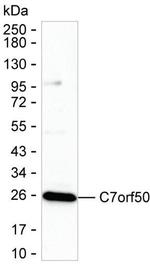 C7orf50 Antibody in Western Blot (WB)