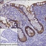 USH1C Antibody in Immunohistochemistry (Paraffin) (IHC (P))