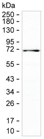 USH1C Antibody in Western Blot (WB)