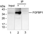 FGFBP1 Antibody in Immunoprecipitation (IP)