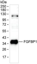 FGFBP1 Antibody in Western Blot (WB)