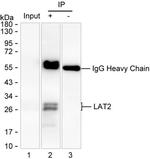 NTAL Antibody in Immunoprecipitation (IP)