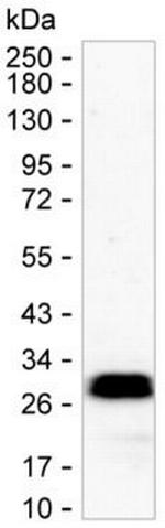 NTAL Antibody in Western Blot (WB)