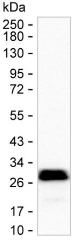 NTAL Antibody in Western Blot (WB)