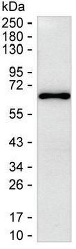 RCOR1 Antibody in Western Blot (WB)