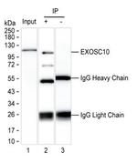 EXOSC10 Antibody in Immunoprecipitation (IP)