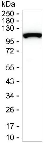 EXOSC10 Antibody in Western Blot (WB)