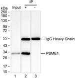 PSME1 Antibody in Immunoprecipitation (IP)
