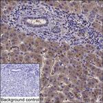 GAS2 Antibody in Immunohistochemistry (Paraffin) (IHC (P))