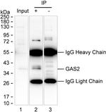 GAS2 Antibody in Immunoprecipitation (IP)