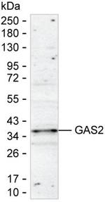 GAS2 Antibody in Western Blot (WB)