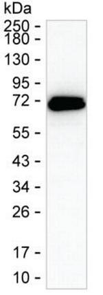 GBP6 Antibody in Western Blot (WB)