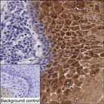 GBP6 Monoclonal Antibody (K92016_6B11)