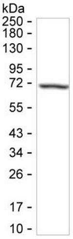 GBP6 Antibody in Western Blot (WB)