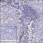 GSTP1 Monoclonal Antibody (K52024_5E8)