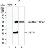 GSTP1 Antibody in Immunoprecipitation (IP)