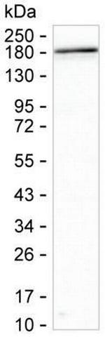 HMHA1 Antibody in Western Blot (WB)