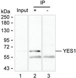 YES1 Antibody in Immunoprecipitation (IP)