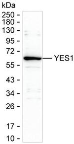 YES1 Monoclonal Antibody (K29051_1E3)