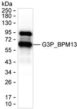 Bacteriophage M13 Antibody in Western Blot (WB)