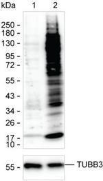 Crotonylated Lysine Monoclonal Antibody (K16287_3A9)