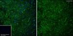 Aldolase A/B/C Antibody in Immunohistochemistry (Frozen) (IHC (F))