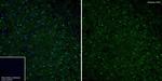 Aldolase A/B/C Antibody in Immunohistochemistry (Frozen) (IHC (F))