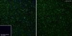 Aldolase A/B/C Antibody in Immunohistochemistry (Paraffin) (IHC (P))
