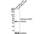 Aldolase A/B/C Antibody in Western Blot (WB)