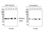 Aldolase A/B/C Antibody in Western Blot (WB)